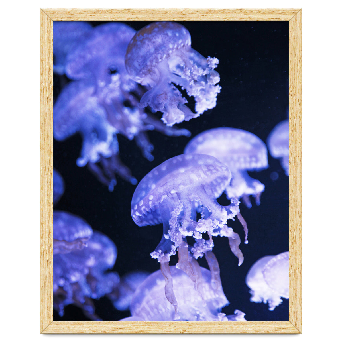 Jellyfish