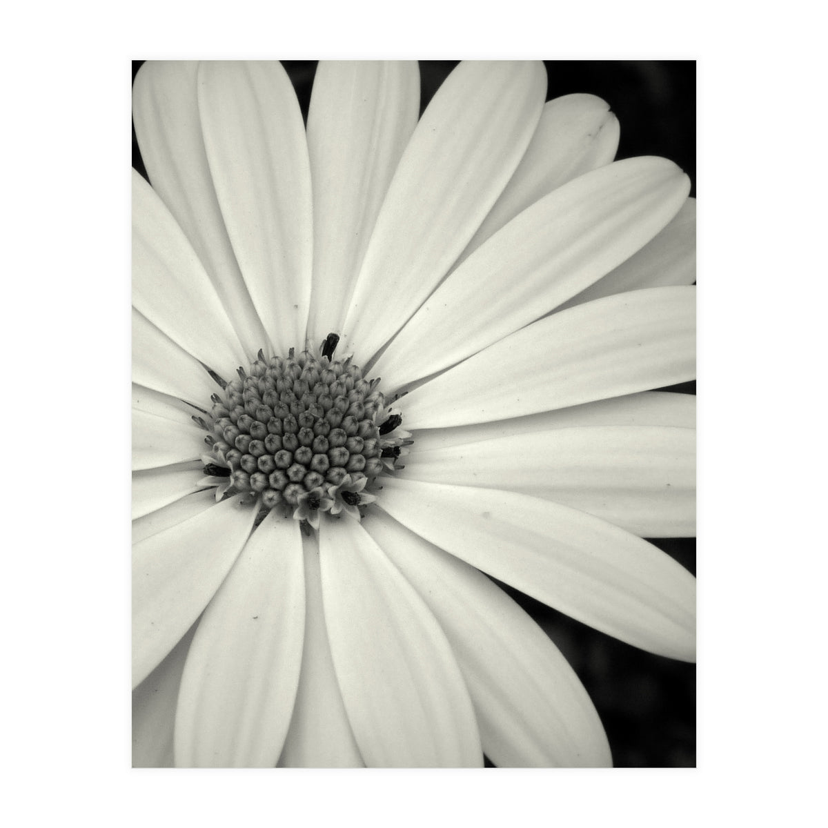 Simplicity  (Print Only)