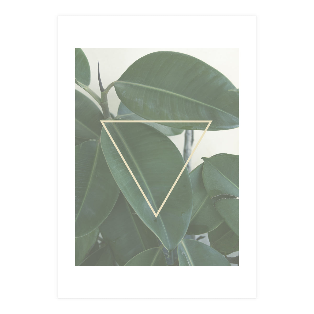 ficus triangle (Print Only)