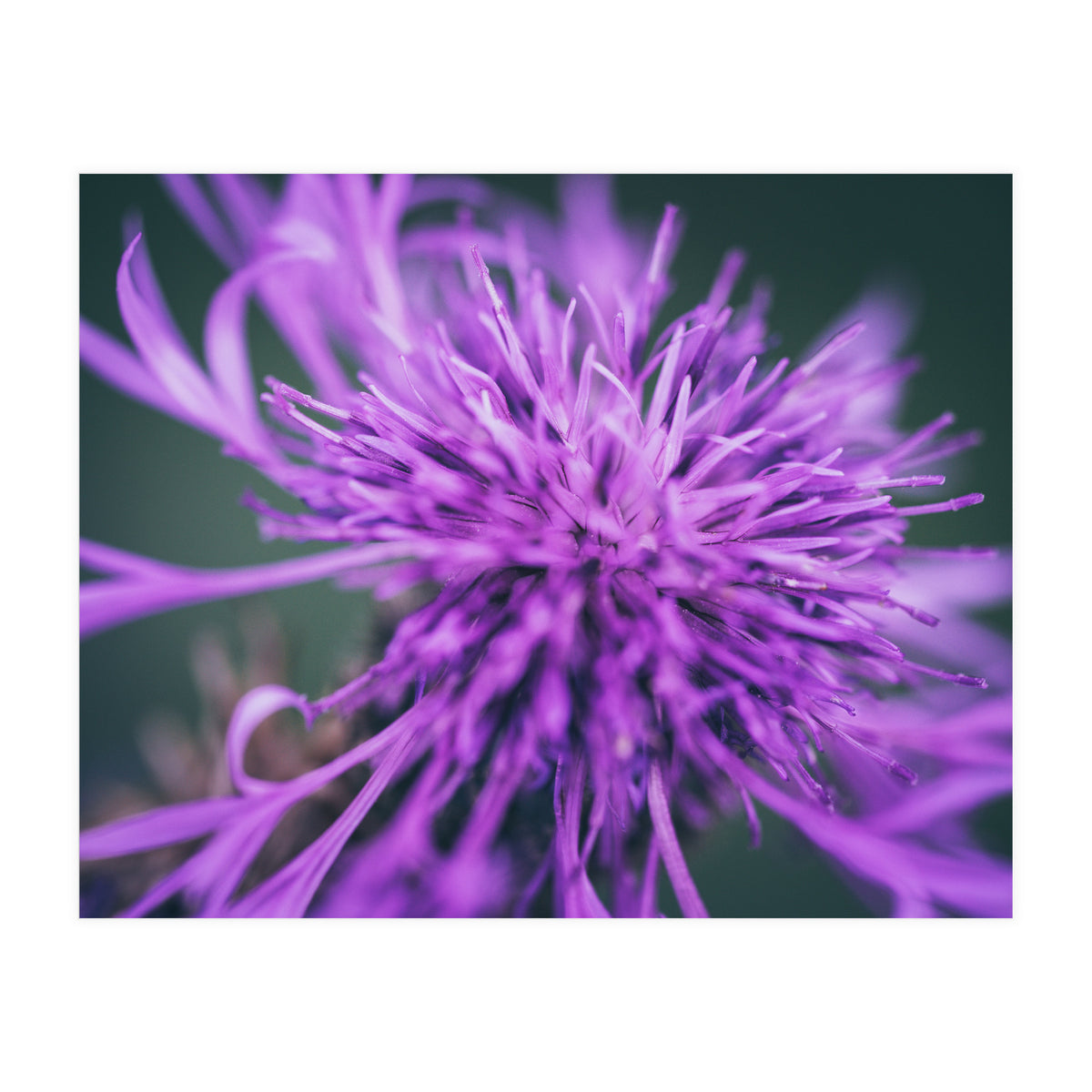 Amethyst (Print Only)