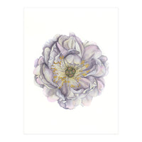 A Peony In Grey Std (Print Only)