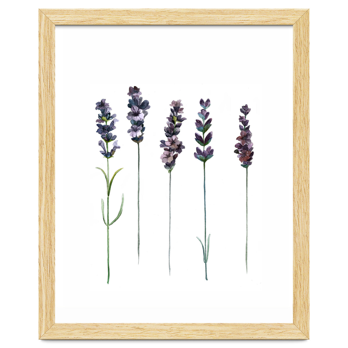 Botanical Illustration Lavender