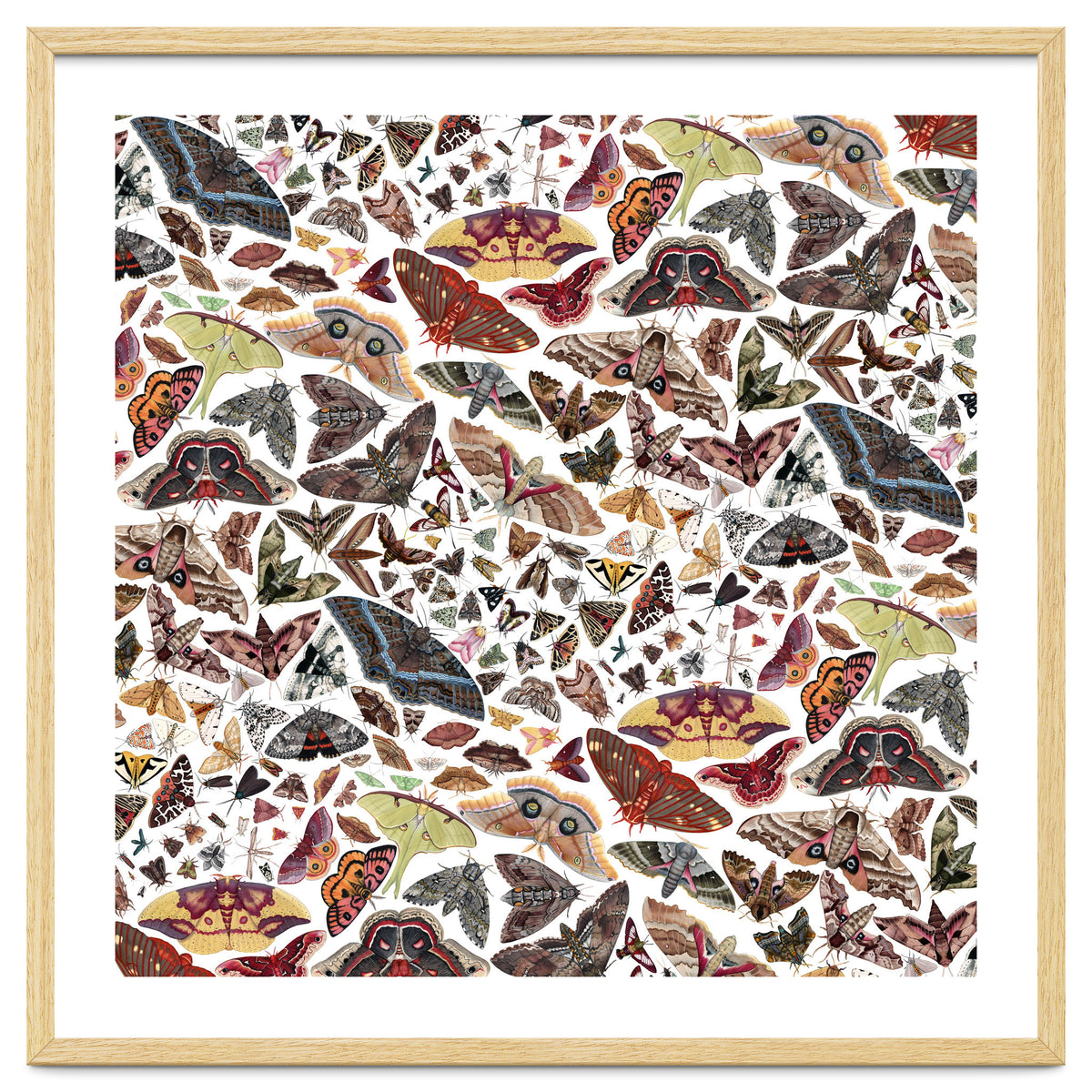 Moths of North America Pattern