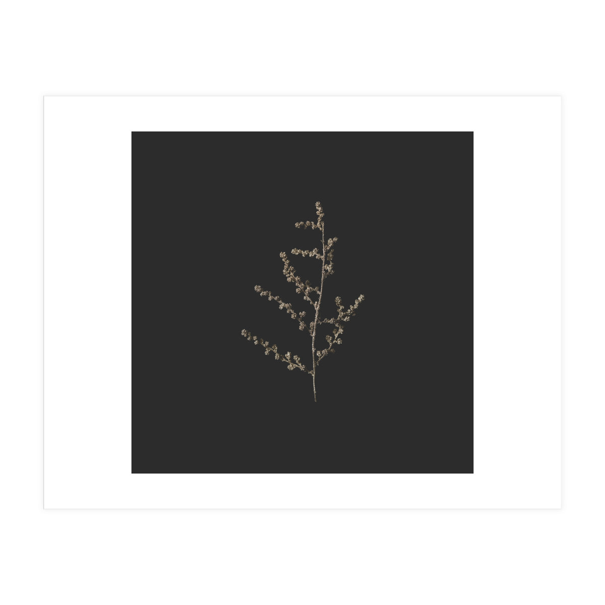 Dainty Botanicals in Gold and Black - Square (Print Only)