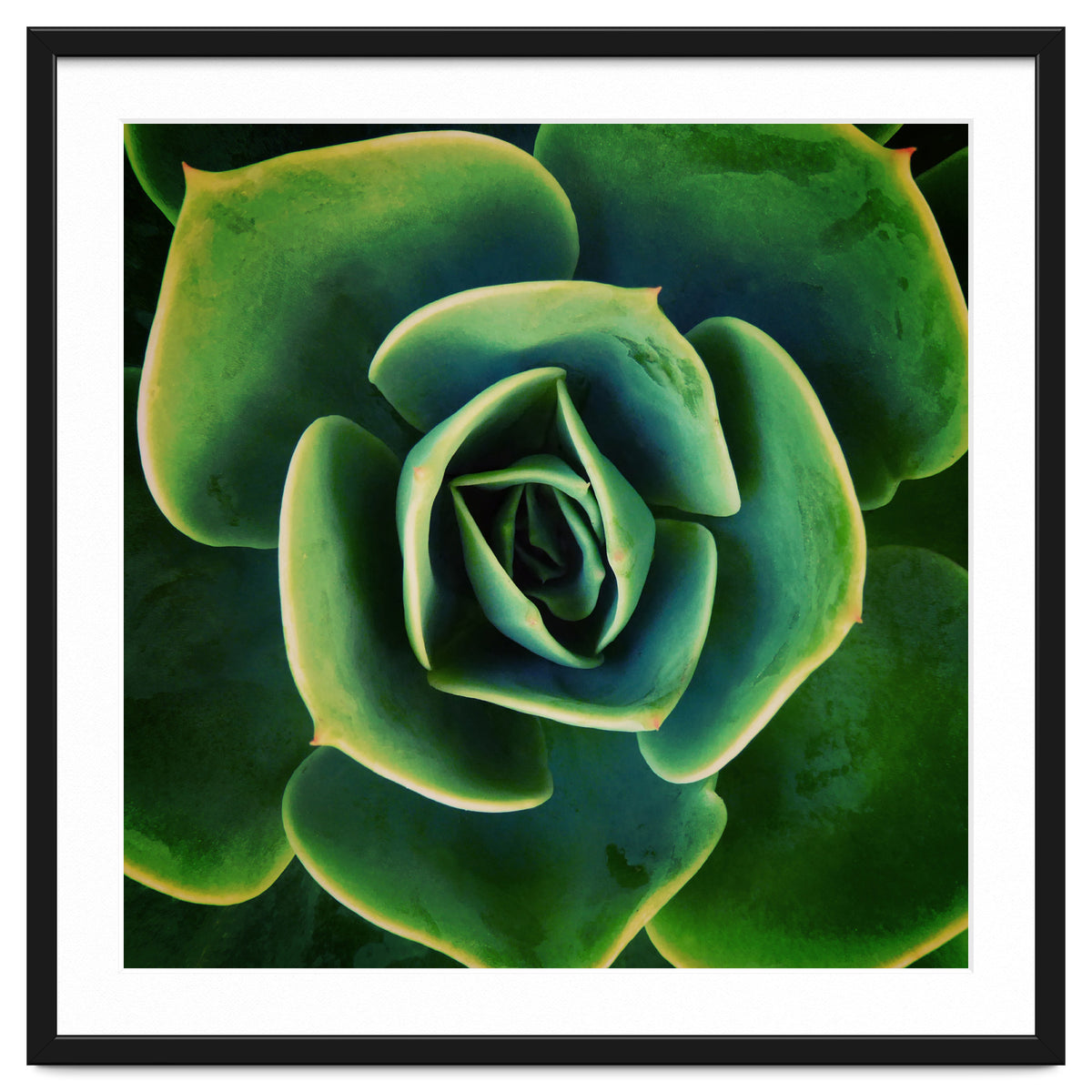 DARKSIDE OF SUCCULENTS XIII