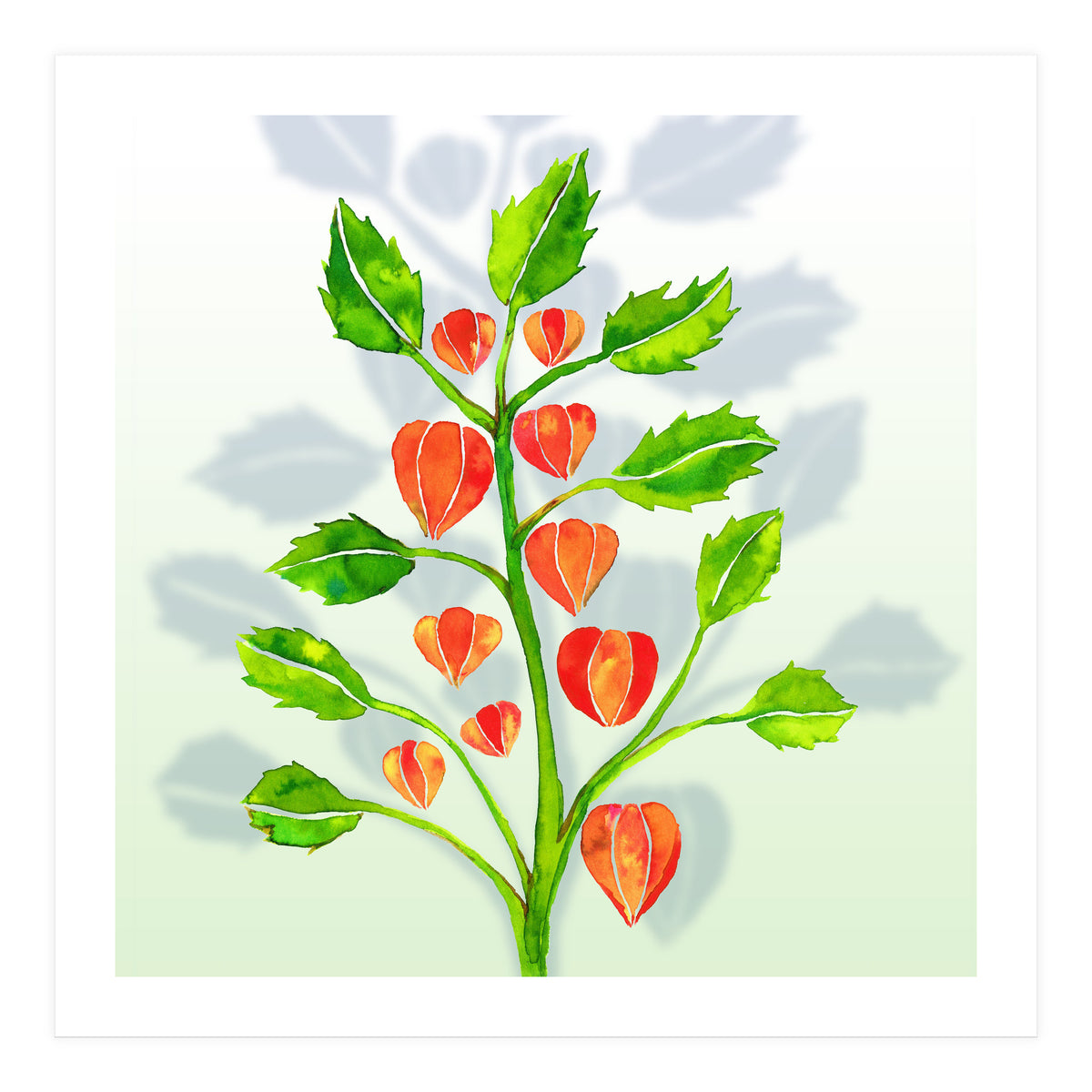 Physalis (Print Only)