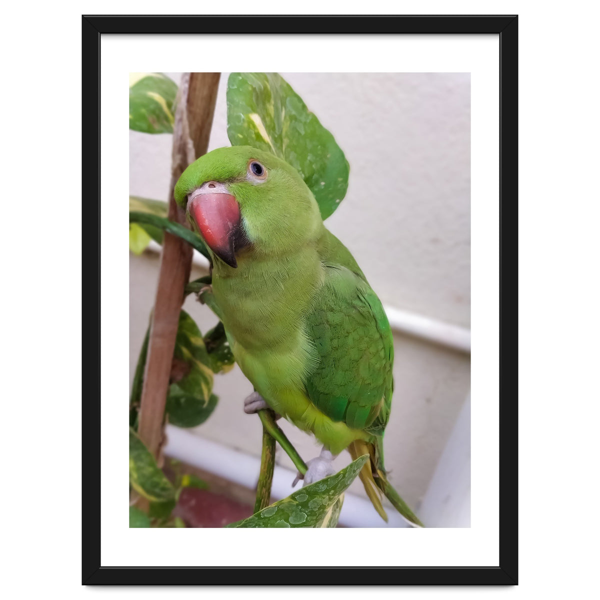 Posing Indian Parrot