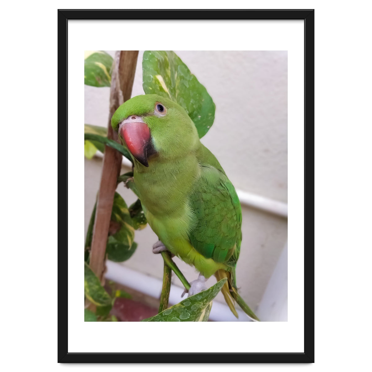 Posing Indian Parrot