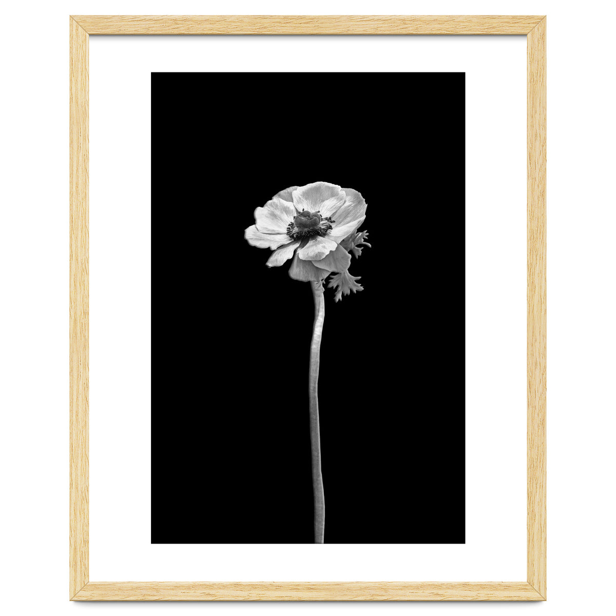 Anemone coronaria | dark design