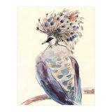 Crowned Pigeon (Print Only) thumbnail