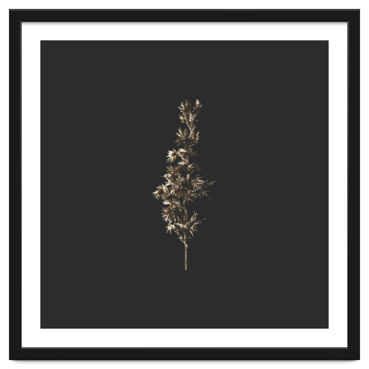 Gold Rush Botanicals - Square