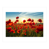 Poppies (Print Only) thumbnail