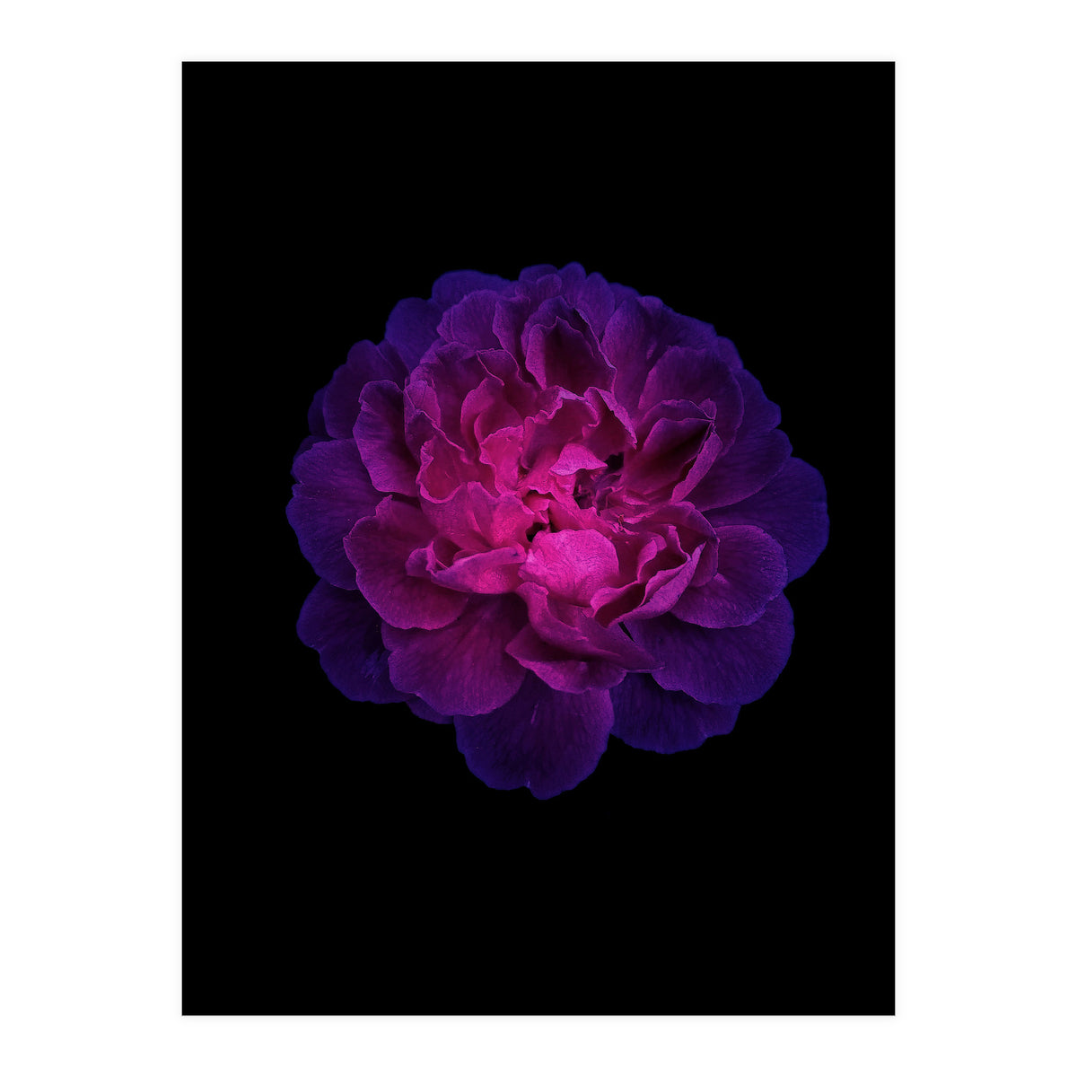 Blooming Nature (Print Only)