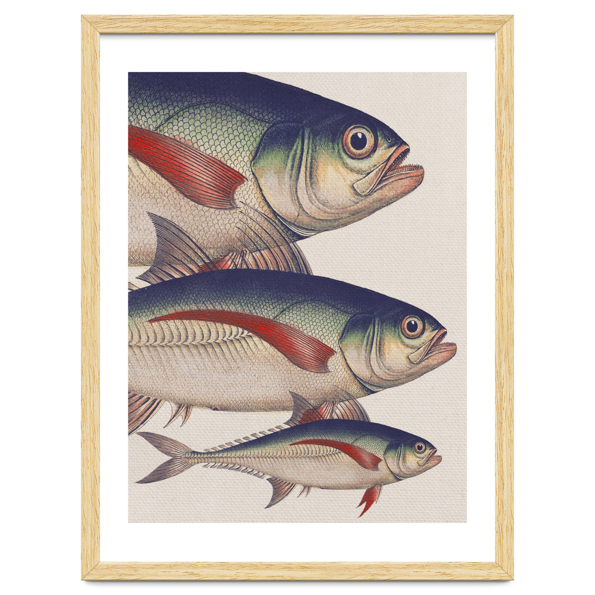 Fish Classic Designs 5