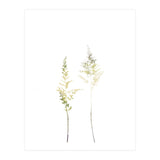 Neutral Astilbe (Print Only) thumbnail