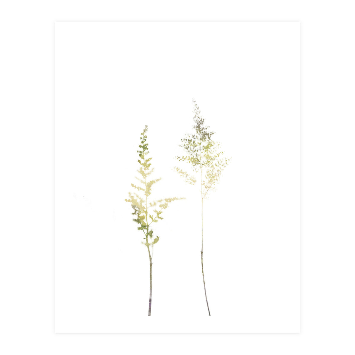 Neutral Astilbe (Print Only)