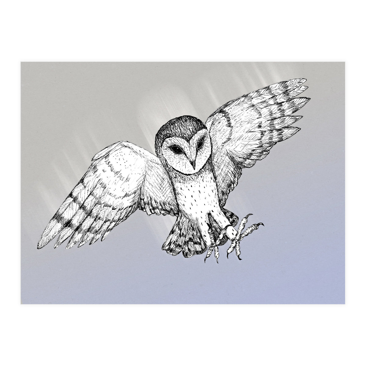 Attacking barn owl (Print Only)