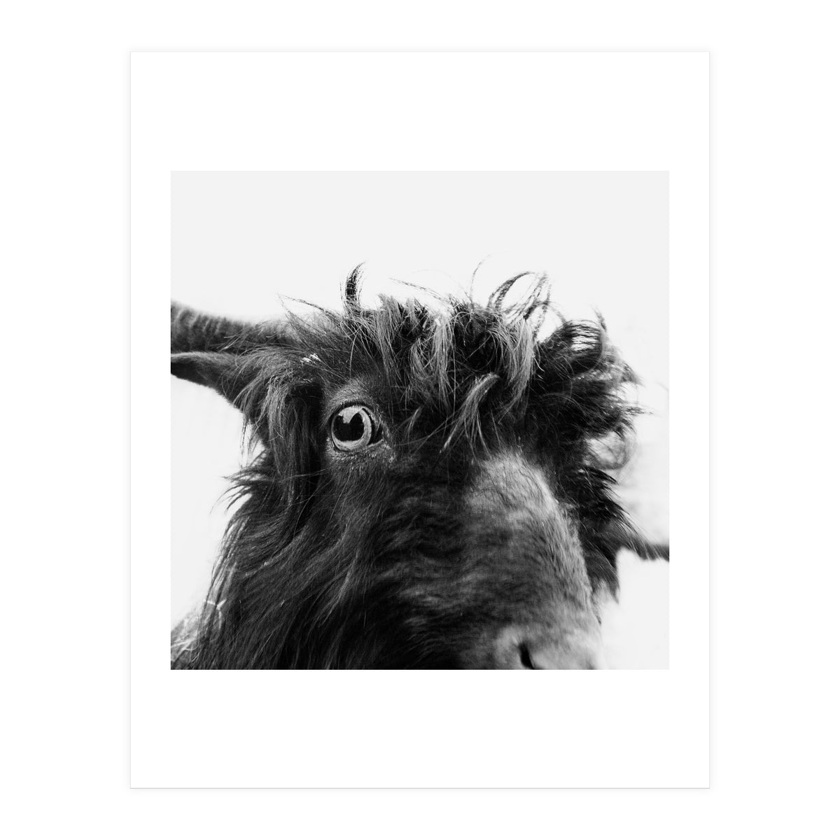 Charly the coat (Print Only)