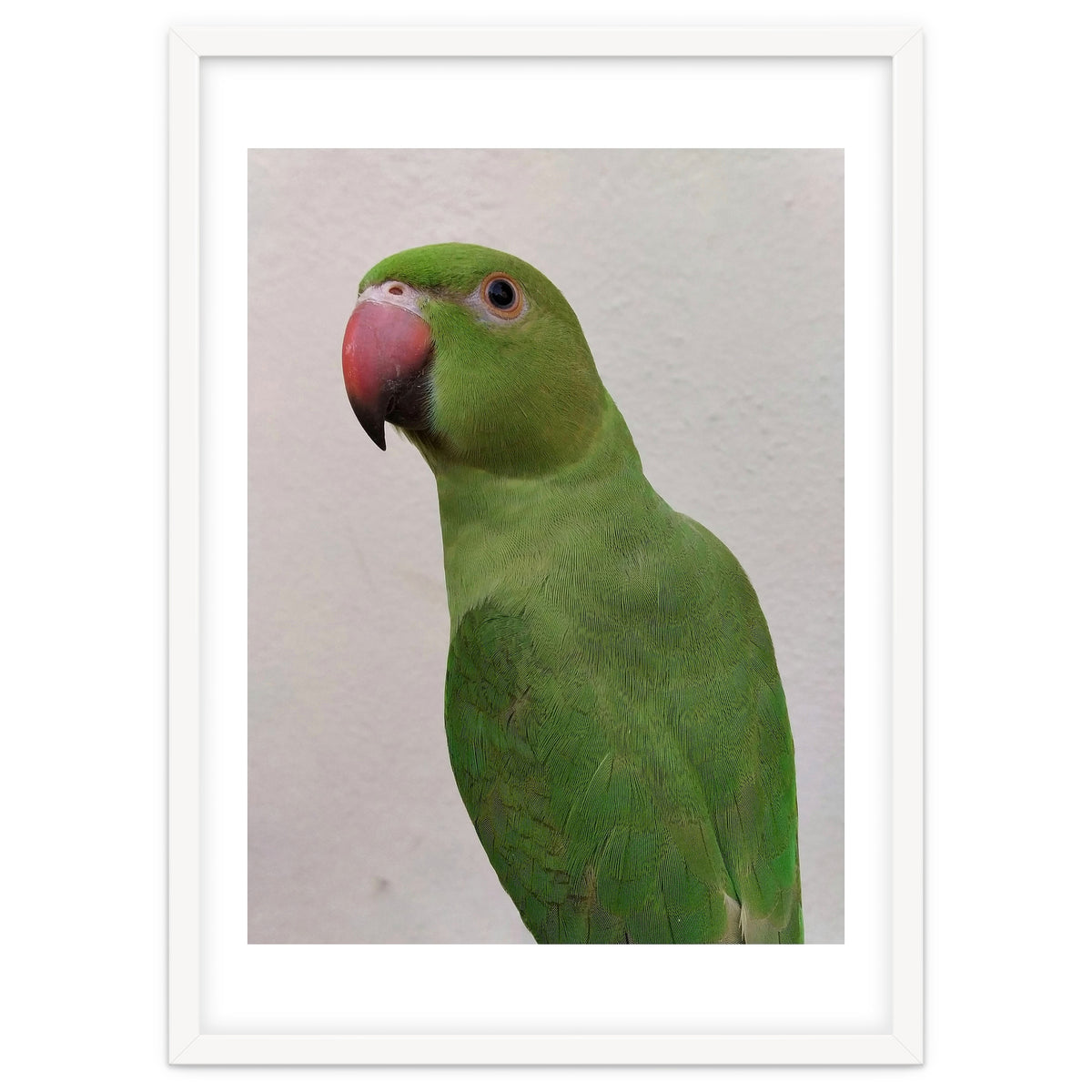 Cute Indian Parakeet