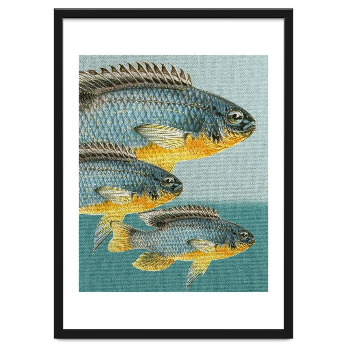 Fish Classic Designs 12