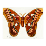 Attacus Atlas Moth illustrated  (Print Only) thumbnail