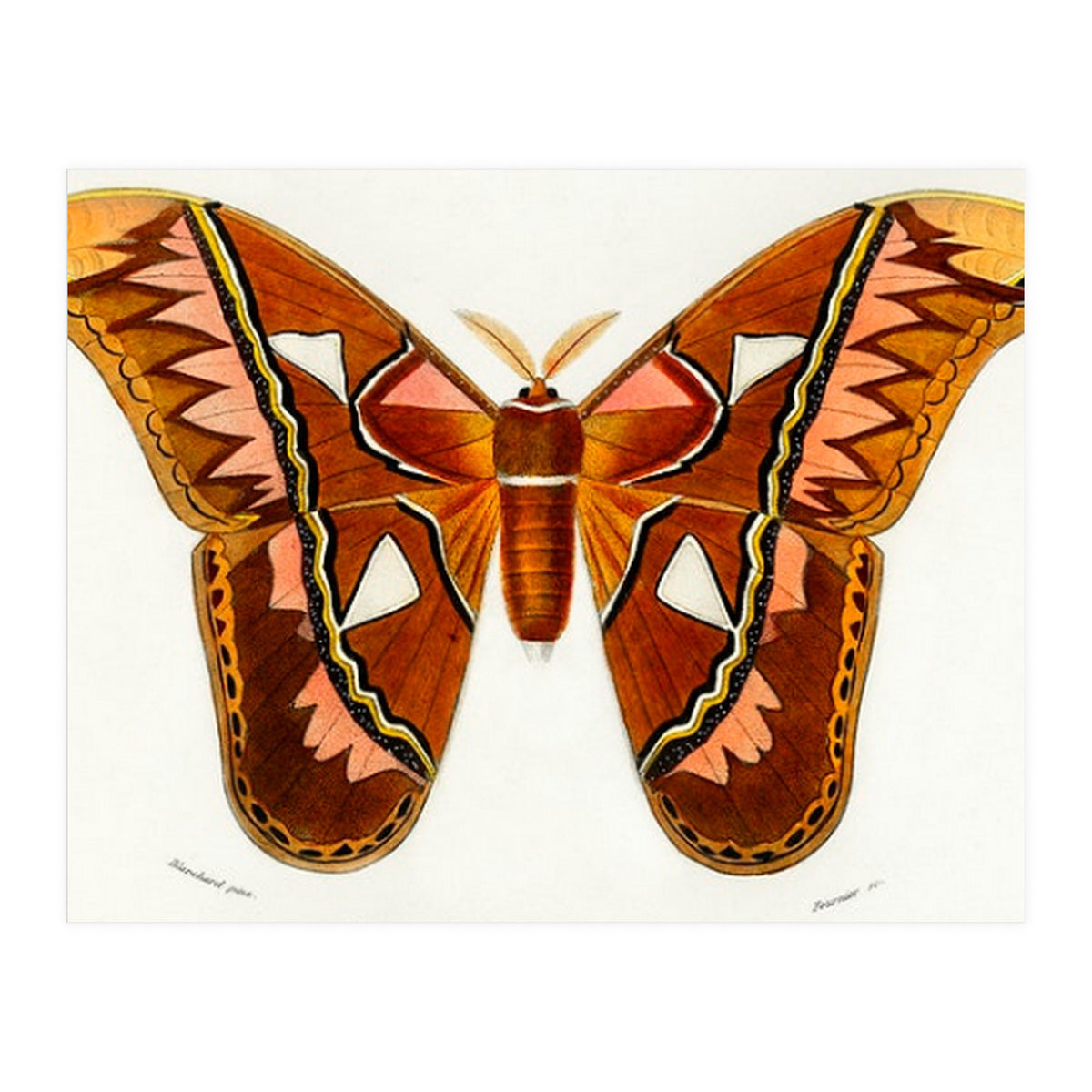Attacus Atlas Moth illustrated  (Print Only)