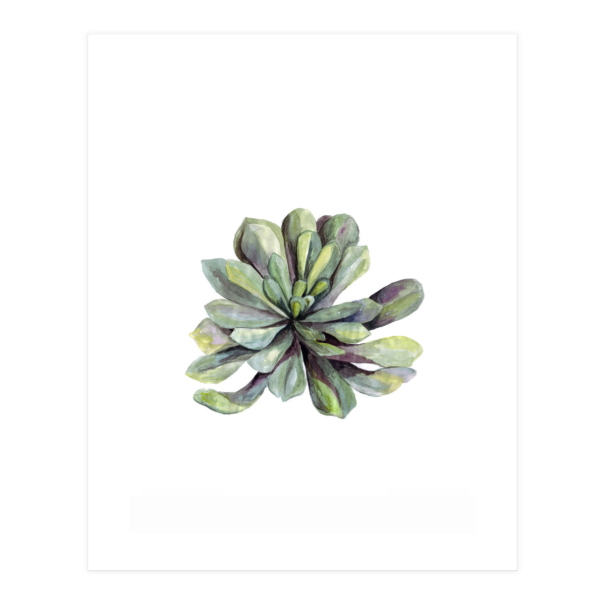 Botanical Illustration Succulent (Print Only)