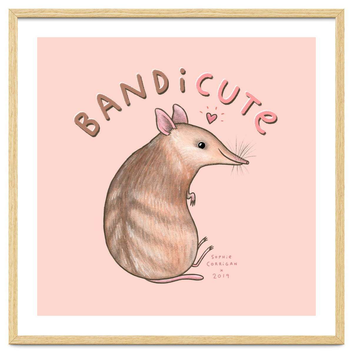 Bandicute