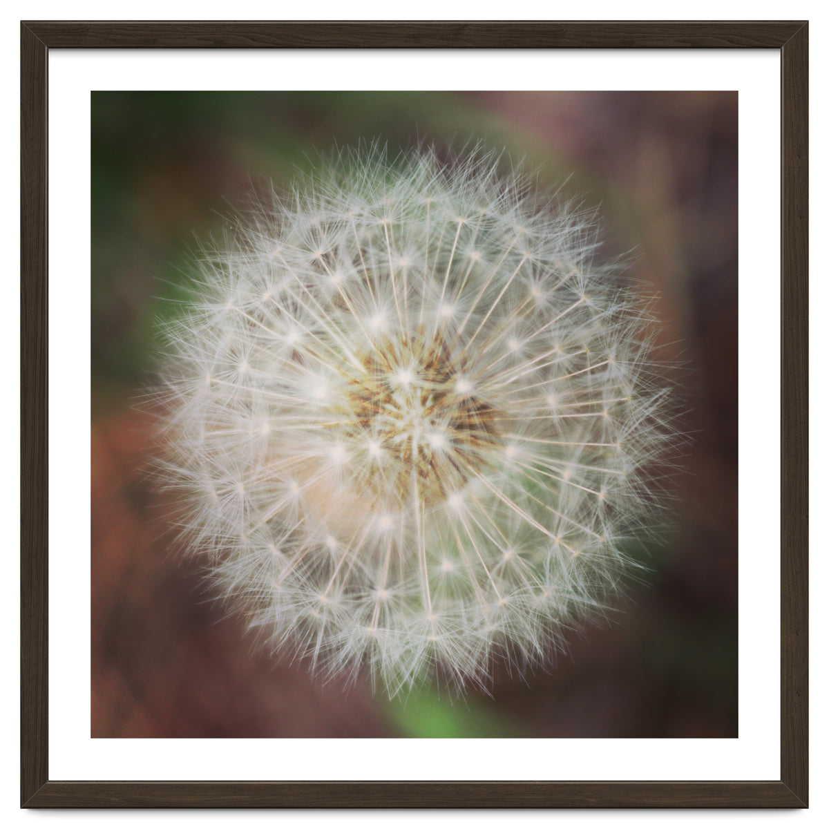 dandelion clock