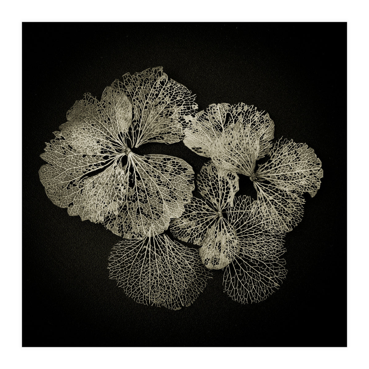 Hydrangea Petals  (Print Only)