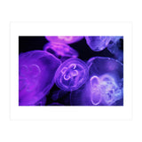Jellyfish (Print Only) thumbnail