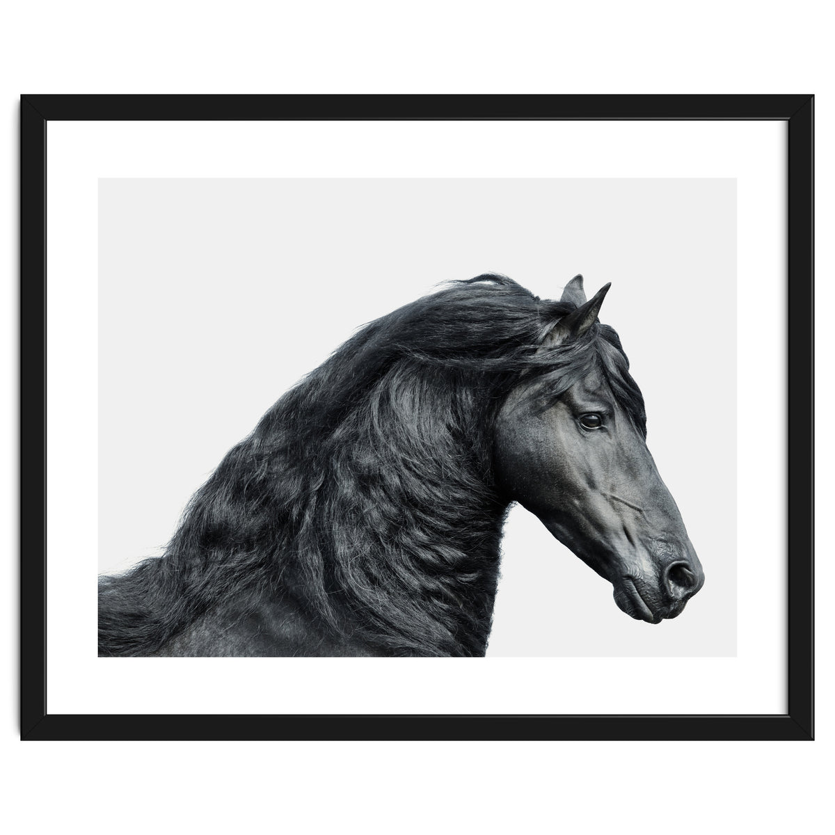 Friesian Horse