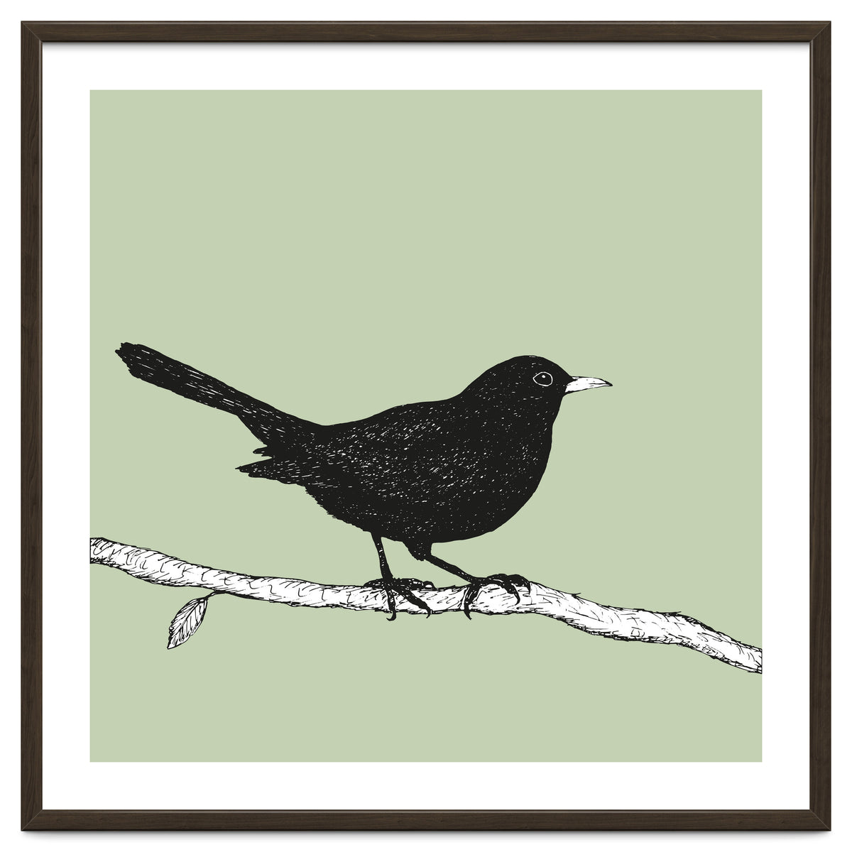 Blackbird pen drawing