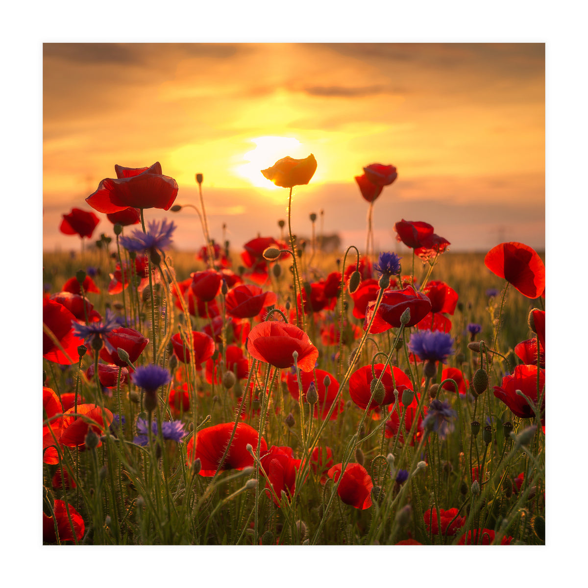 Poppies (Print Only)