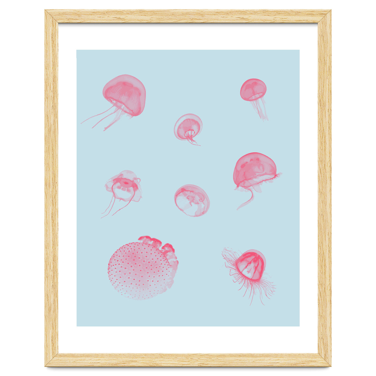 Jellyfish