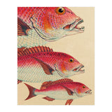 Fish Classic Designs 7 (Print Only) thumbnail