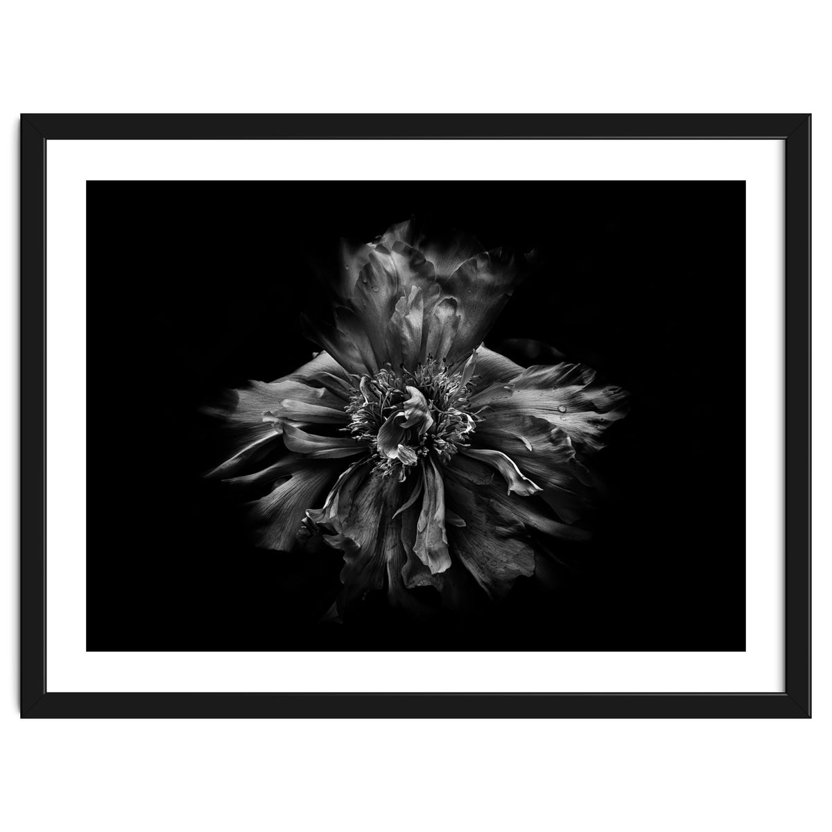 Backyard Flowers In Black And White No 49