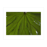 Hothouse (Print Only) thumbnail