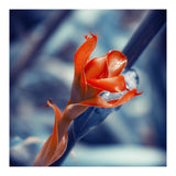 Ginger Flower (Print Only) thumbnail