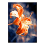 Lily Flower (Print Only) thumbnail