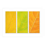Autumn Leaves (Print Only) thumbnail