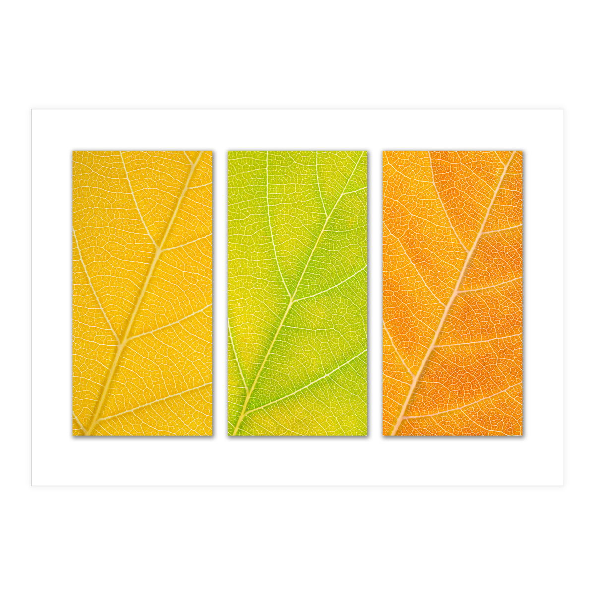 Autumn Leaves (Print Only)