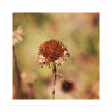 dried daisy (Print Only) thumbnail