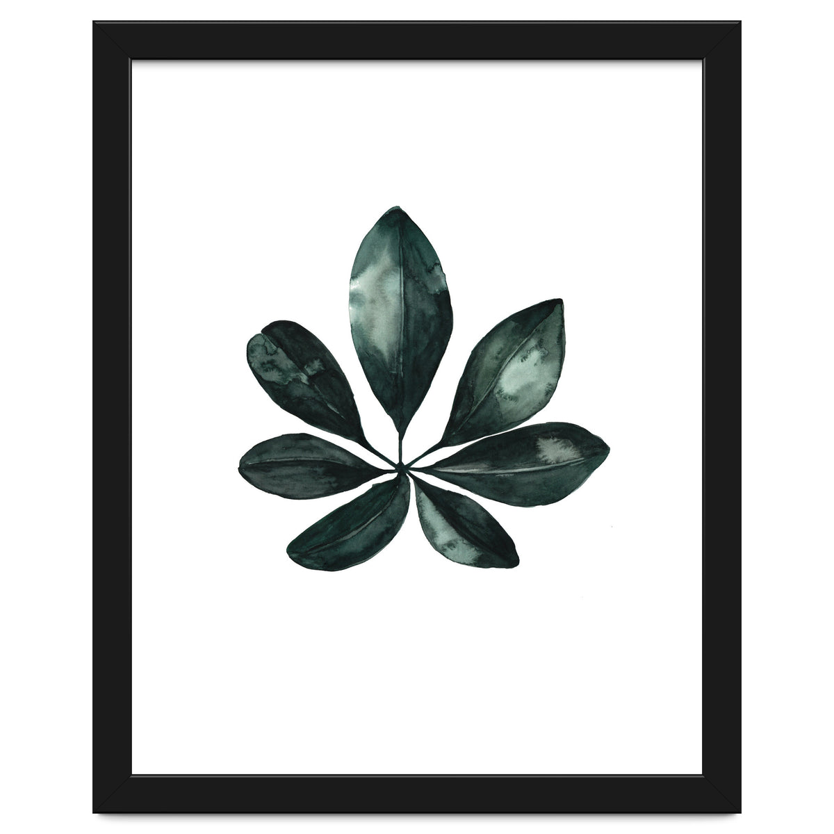 Botanical Illustration Arboricola Schefflera