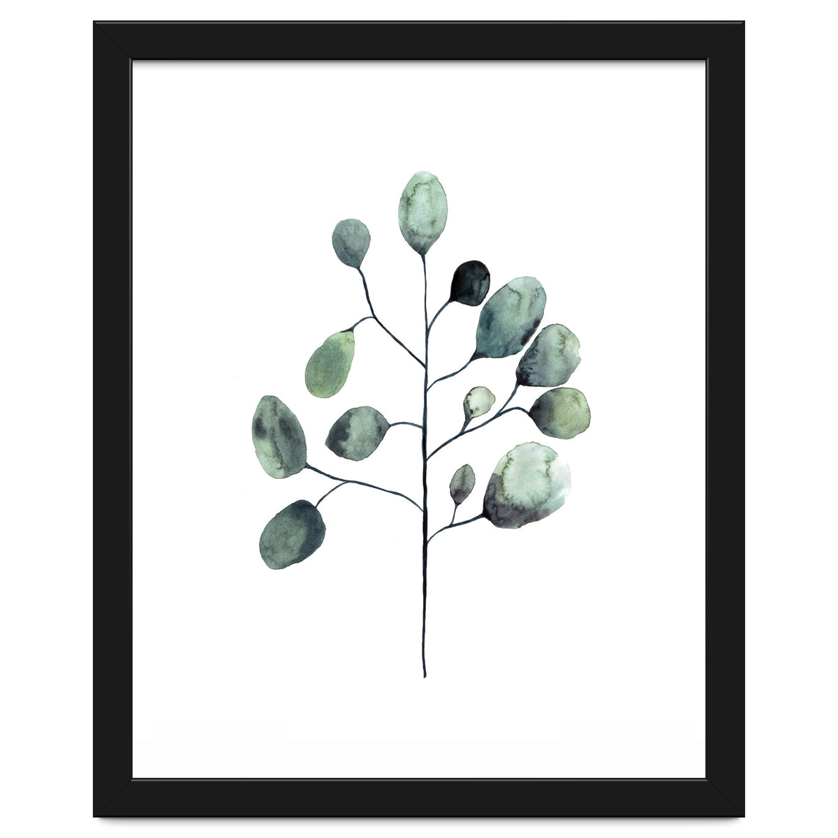 Botanical Illustration Eukalyptus