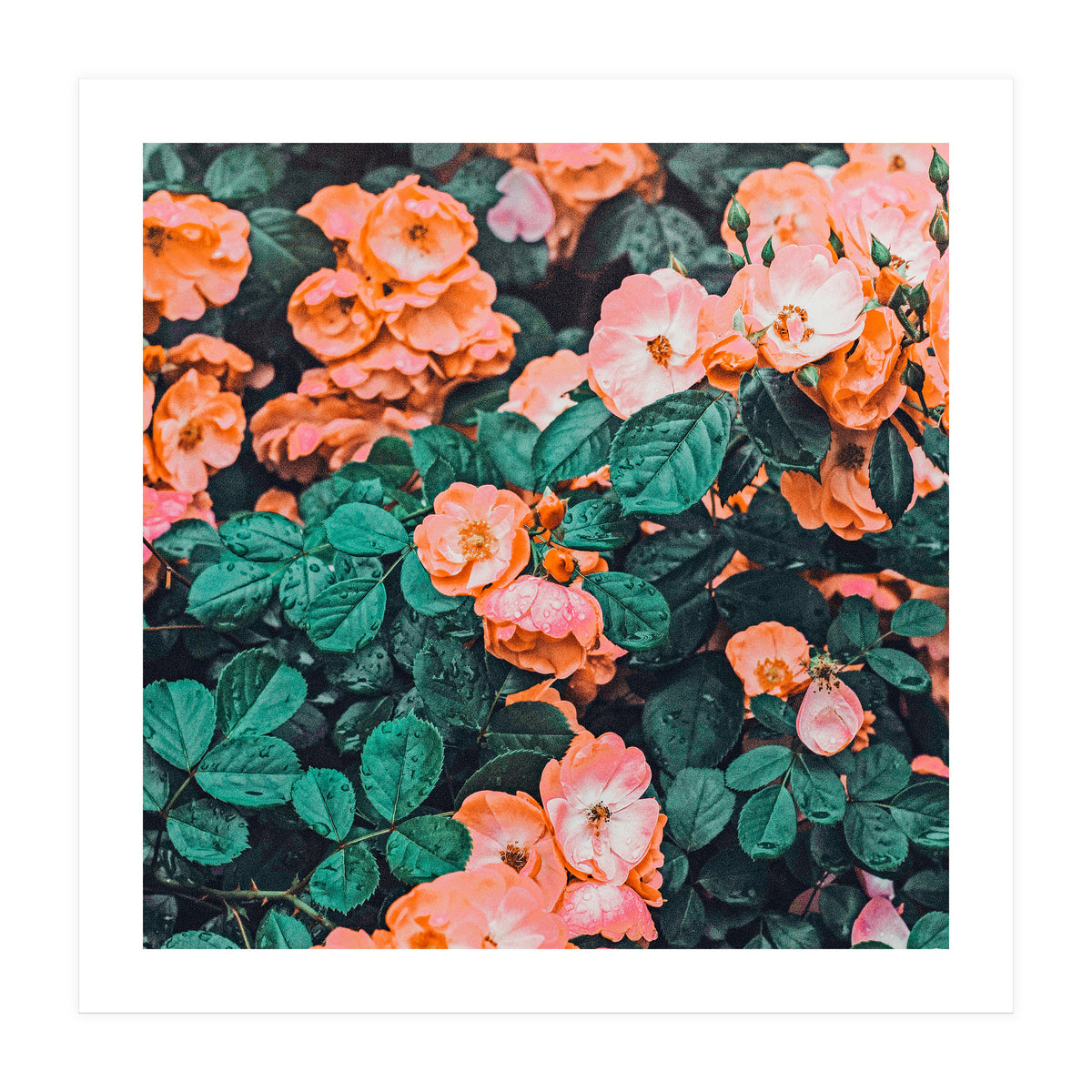 Vintage Blossom Ii (Print Only)