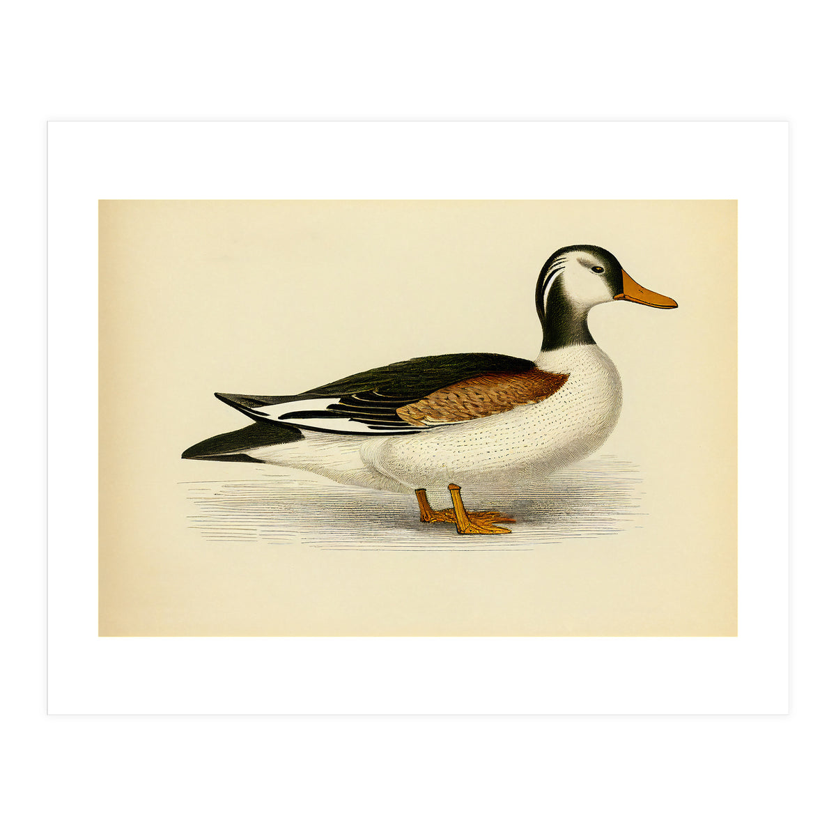 Vintage Duck Painting (Print Only)