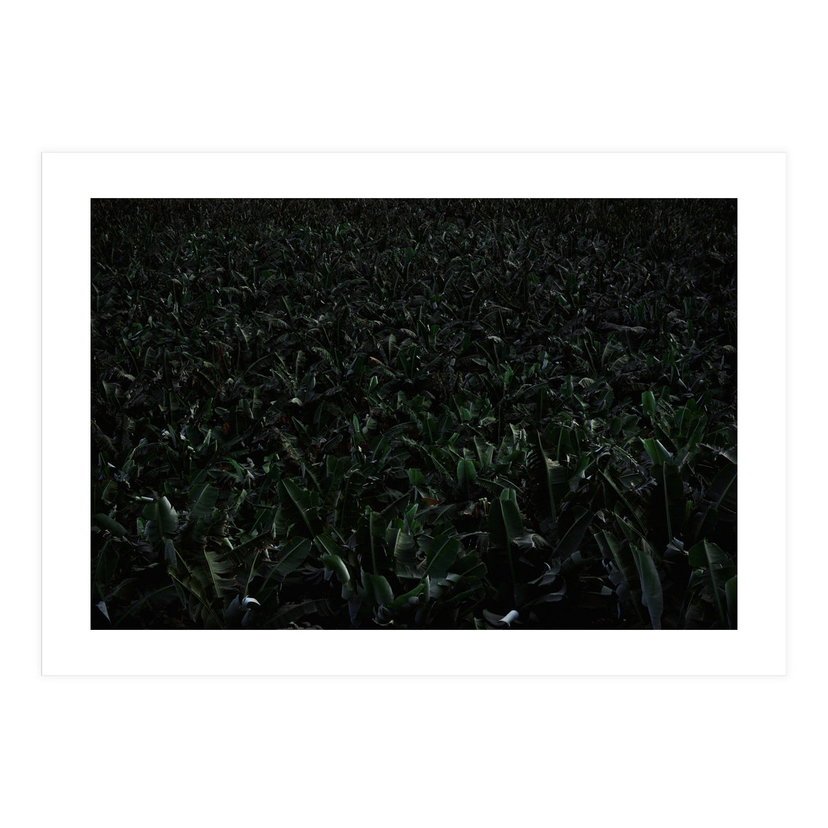 Obscurity (Print Only)