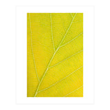 Autumn Leaf (Print Only) thumbnail