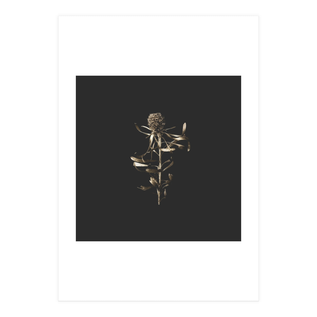 Golden Botanicals -  Square (Print Only)